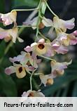 Fleurs-Fruits-Feuilles de dendrobium moschatum