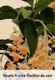 Fleurs-Fruits-Feuilles de dendrobium thyrsiflorum