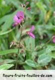 Fleurs-Fruits-Feuilles de desmodium incanu