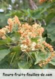 Fleurs-Fruits-Feuilles de dombeya acutangula