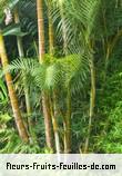 Fleurs-Fruits-Feuilles de dypsis lutescens