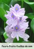 Fleurs-Fruits-Feuilles de eichhornia crassipes