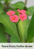 Fleurs-Fruits-Feuilles de euphorbia milii