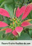 Fleurs-Fruits-Feuilles de euphorbia pulcherrima