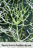 Fleurs-Fruits-Feuilles de euphorbia tirucalli