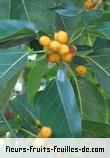 fruits de ficus altissima