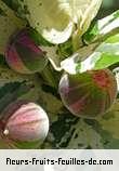 Fleurs-Fruits-Feuilles de ficus aspera