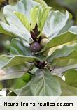 Fleurs-Fruits-Feuilles de ficus lyrata