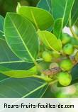 fruits de ficus rubra