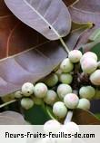 fruits de ficus virens