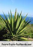 Fleurs-Fruits-Feuilles de furcraea foetida