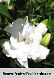 Fleurs de gardenia augusta