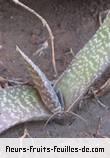 Fleurs-Fruits-Feuilles de gasteria species