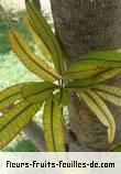 Fleurs-Fruits-Feuilles de gastonia cutispongia