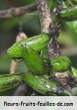 fruits de geniostoma borbonicum