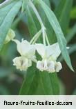 Fleurs-Fruits-Feuilles de gomphocarpus physocarpus