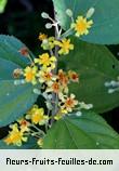 Fleurs-Fruits-Feuilles de grewia asiatica