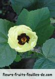 Fleurs de hibiscus caliphyllus
