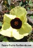 Fleurs-Fruits-Feuilles de hibiscus surratentis