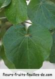 Fleurs-Fruits-Feuilles de hibiscus tiliaceus