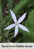 Fleurs-Fruits-Feuilles de hippobroma longiflora