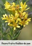 Fleurs-Fruits-Feuilles de hubertia tomentosa