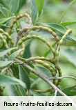 fruits de indigofera ammoxylon