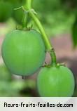 Fleurs-Fruits-Feuilles de jatropha curcas