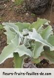 Fleurs-Fruits-Feuilles de kalanchoe beharensis