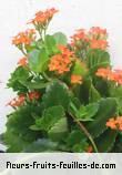 Fleurs-Fruits-Feuilles de kalanchoe species_2