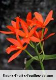 Fleurs-Fruits-Feuilles de laeliocattleya chit_chat_tangerine