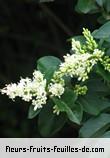 Fleurs-Fruits-Feuilles de ligustrum vulgare