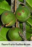 Fleurs-Fruits-Feuilles de macadamia ternifolia