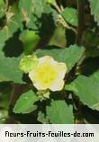 Fleurs-Fruits-Feuilles de malvastrum coromandelianum