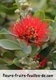 Fleurs de metrosideros excelsa