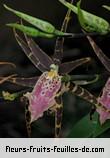 Fleurs-Fruits-Feuilles de miltassia shelob_tolkien