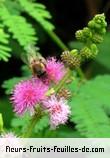 Fleurs-Fruits-Feuilles de mimosa diplotricha