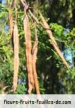 Fleurs-Fruits-Feuilles de moringa oleifera