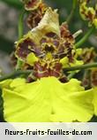 Fleurs-Fruits-Feuilles de oncidium species_fairy_flakes