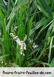 Fleurs-Fruits-Feuilles de ophiopogon intermedius