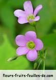 Fleurs-Fruits-Feuilles de oxalis debilis