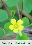 Fleurs-Fruits-Feuilles de oxalis fontana