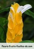 Fleurs-Fruits-Feuilles de pachystachys lutea