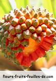 Fleurs-Fruits-Feuilles de pandanus montanus