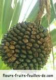 Fleurs-Fruits-Feuilles de pandanus utilis