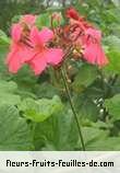 Fleurs de pelargonium species