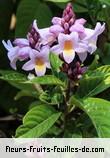 Fleurs-Fruits-Feuilles de phlogacanthus turgidus