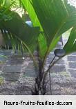 Fleurs-Fruits-Feuilles de phoenicophorium borsigianum