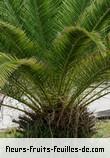 Fleurs-Fruits-Feuilles de phoenix canariensis