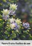 Fleurs-Fruits-Feuilles de phylica nitida